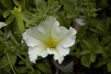 image of flower