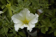 image of petunia #18