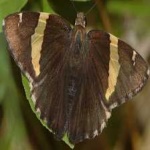 image of banded_butterfly #8