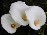 image of giant_white_arum_lily #16