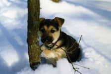 image of german_shepherd
