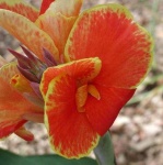 image of flower