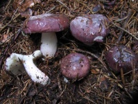 image of mushrooms