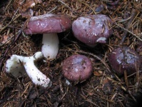 image of russula #23