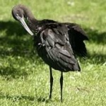 image of bird