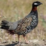 image of black_francolin #9