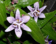 image of flower