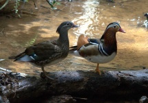 image of animal