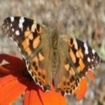 image of animal