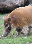 image of animal