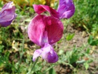 image of flower