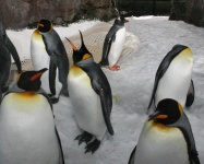 image of king_penguin #0