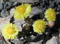 image of flower