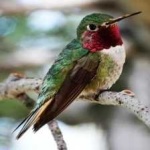 image of bird