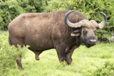 image of animal
