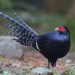 image of bird