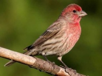 image of finch