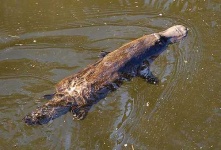 image of platypus