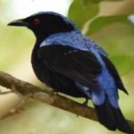image of bird