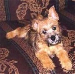 image of norwich_terrier