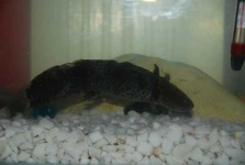 image of axolotl