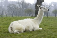 image of llama