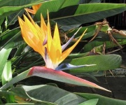 image of bird_of_paradise_flower #5