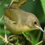 image of bird