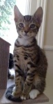 image of egyptian_mau #15