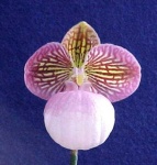 image of flower