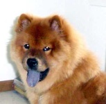image of chow
