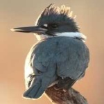 image of bird