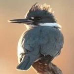 image of belted_kingfisher #9