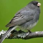 image of bird