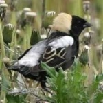 image of bird