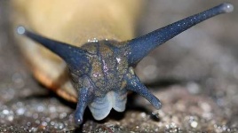 image of slug
