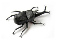 image of rhinoceros_beetle #9