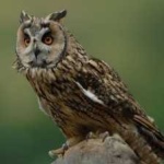 image of bird