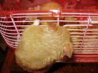 image of hamster