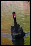 image of black_swan