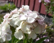 image of flower