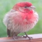 image of bird