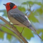 image of bird