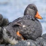 image of bird