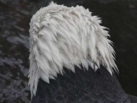 image of bald_eagle