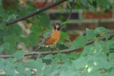 image of robin