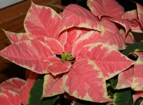 image of poinsettia #3