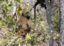 image of patas