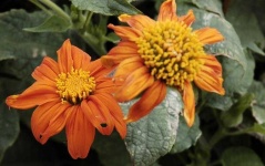 image of flower