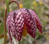 image of fritillary #29